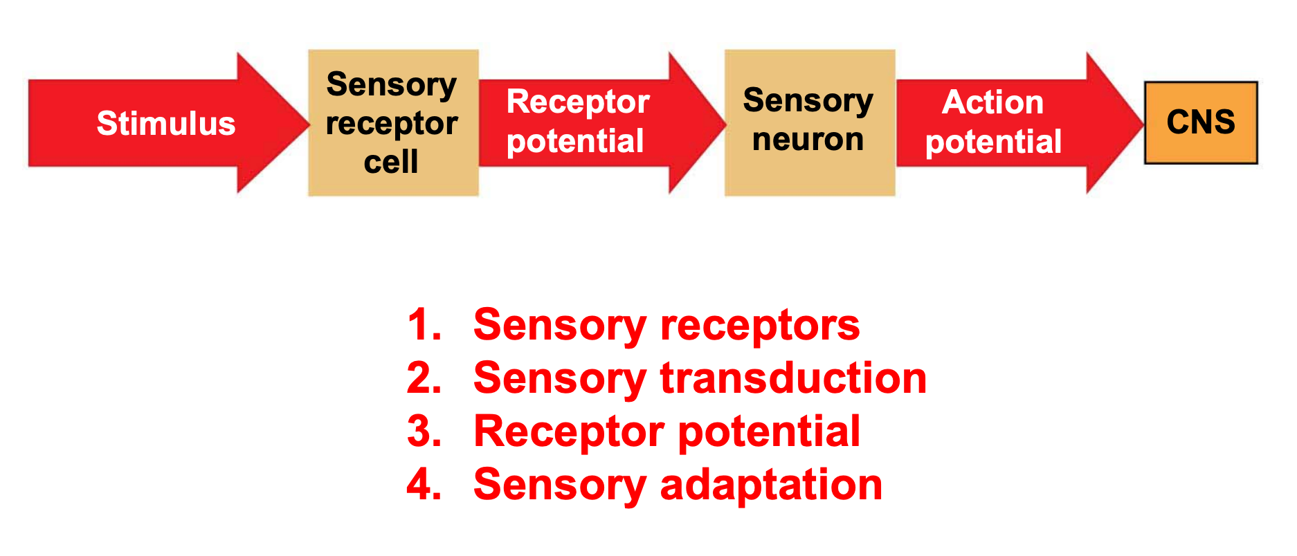 Brain and Mind - 脑与心智-1